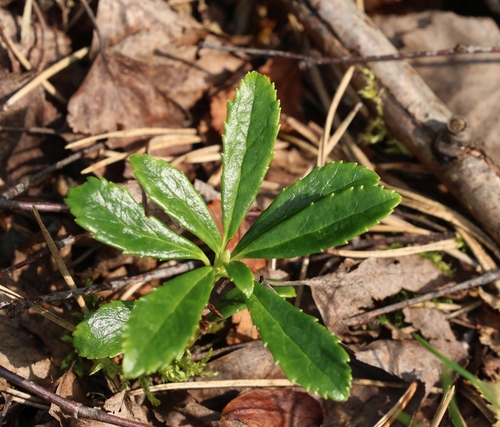 pipsissewa