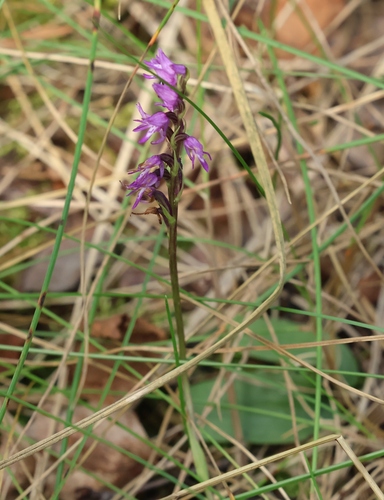 Hooded Hemipilia