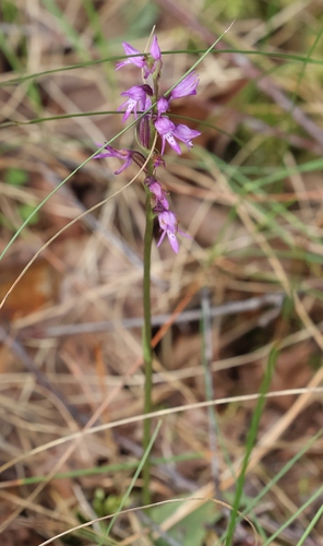 Hooded Hemipilia