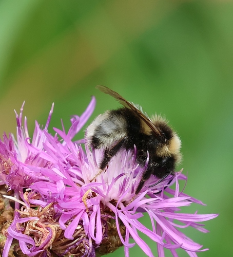 Bohemian Cuckoo Bumble bee