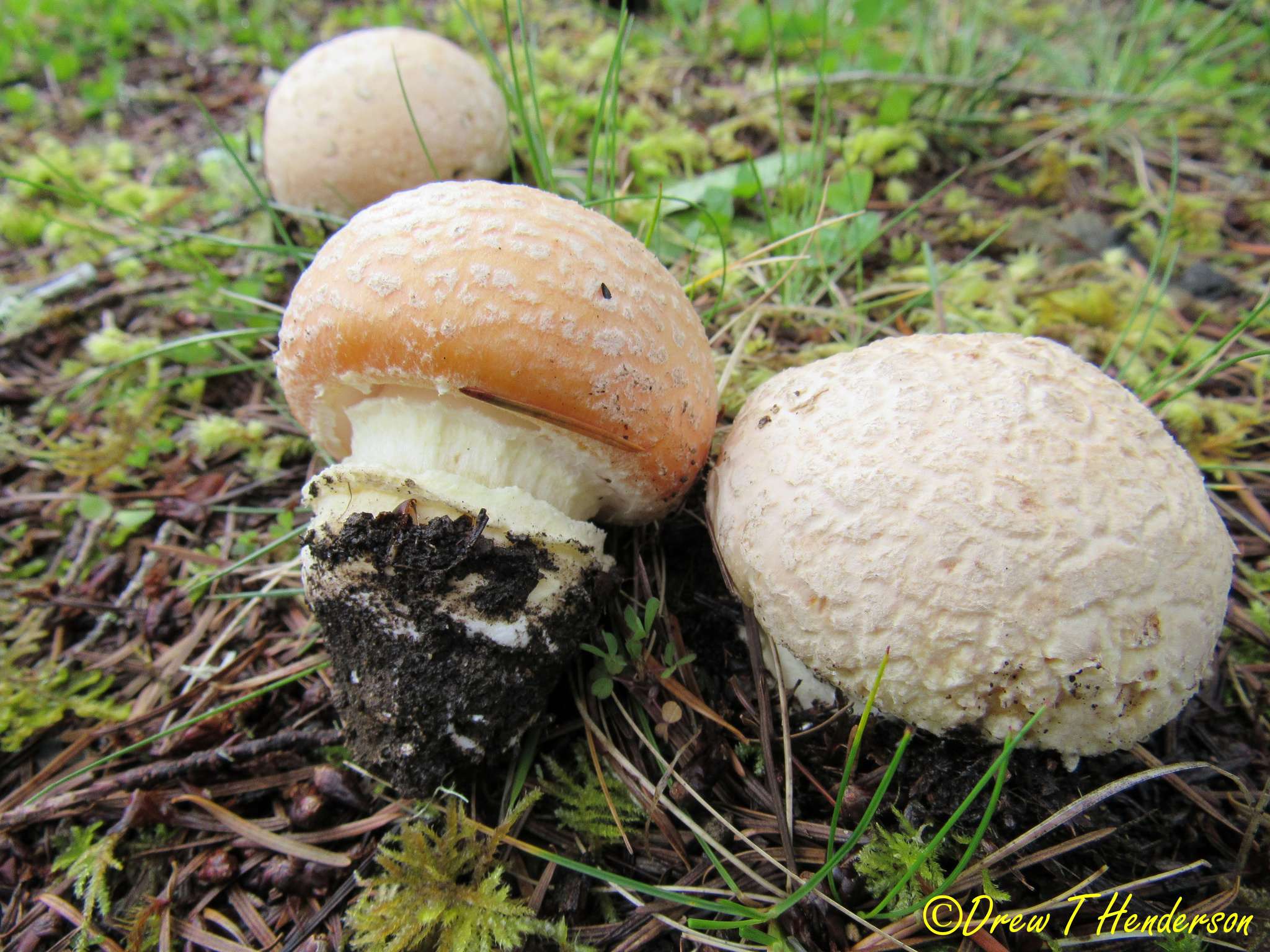 Amanita aprica image
