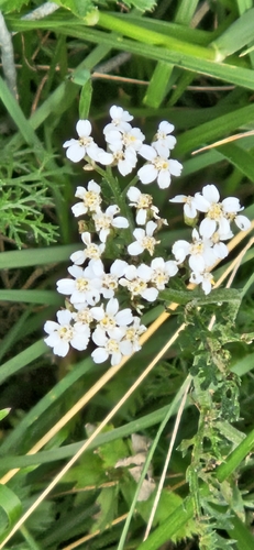 common yarrow