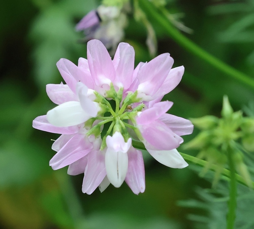 purple crownvetch