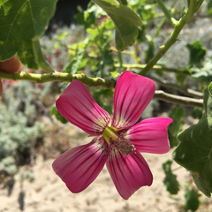 Malva assurgentiflora