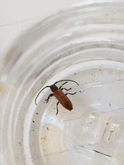 Anaesthetis testacea