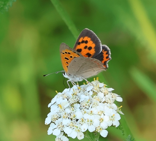 Small Copper