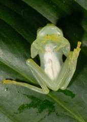 Chimerella mariaelenae