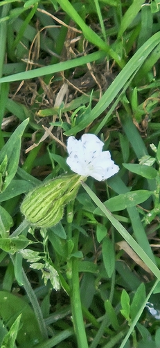 white campion