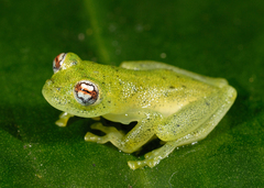 Chimerella mariaelenae