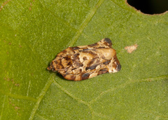 Argyrotaenia citharexylana