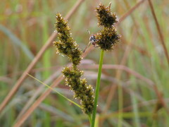 Carex conferta lycurus