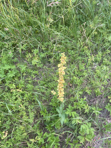 Dark Mullein