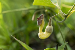 Aristolochia kaempferi
