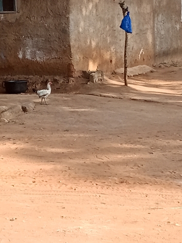 Domestic Chicken