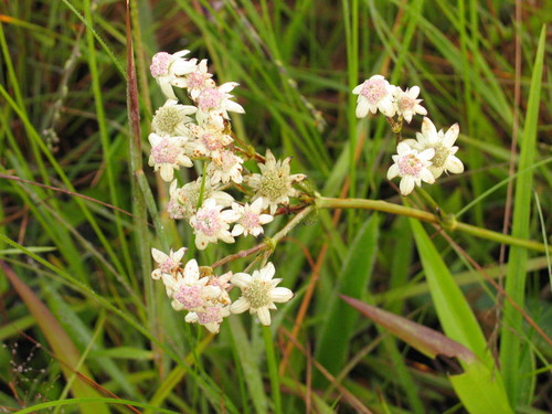 Alepidea peduncularis image