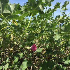 Malva assurgentiflora