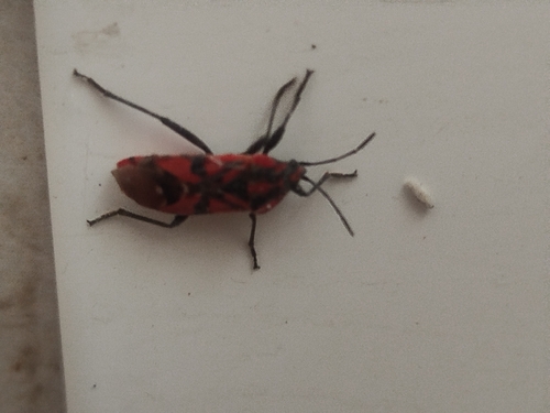 Indian Milkweed Bug