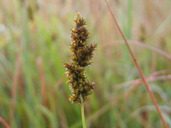 Carex conferta lycurus