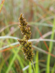 Carex conferta lycurus