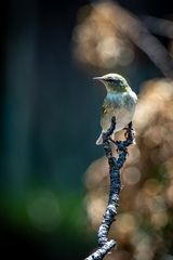 Leiothlypis peregrina