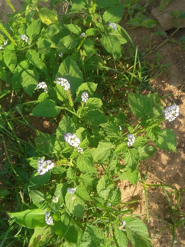 Indian Heliotrope