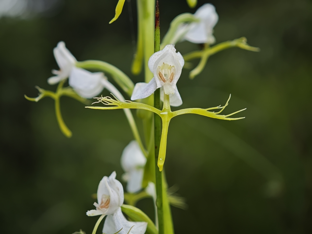 Habenaria linearifolia