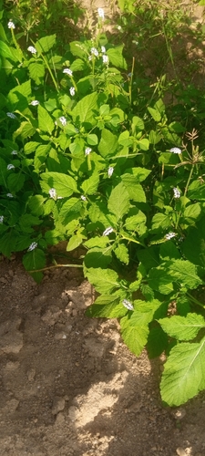 Indian Heliotrope