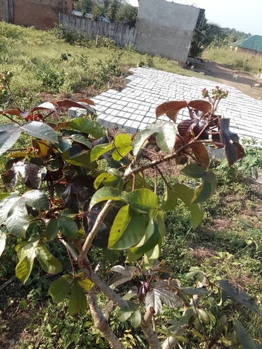 Bellyache Bush