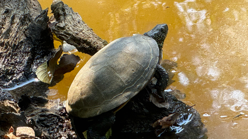 European Pond Turtle