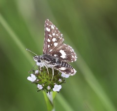 Carcharodina