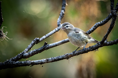 Vireo gilvus