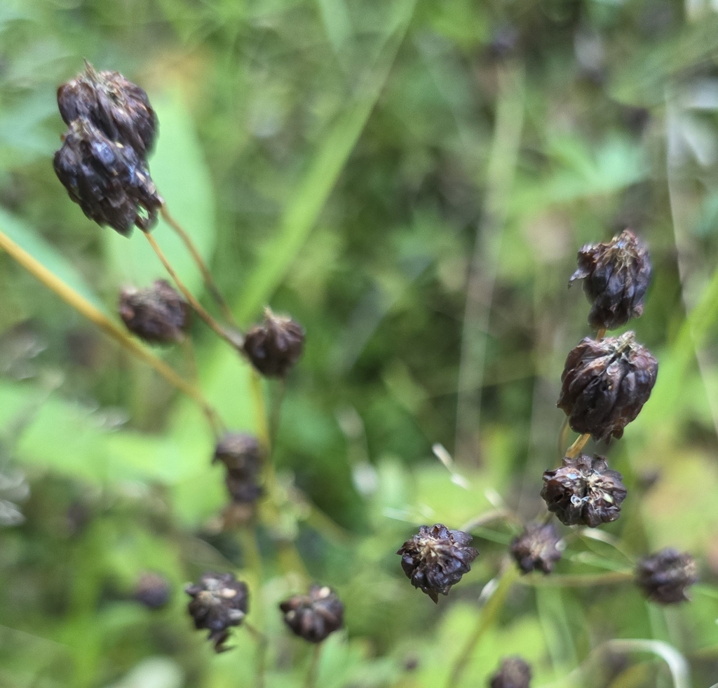 Trifolium spadiceum; photograph (c) Ron de Goede, some rights reserved (CC BY)