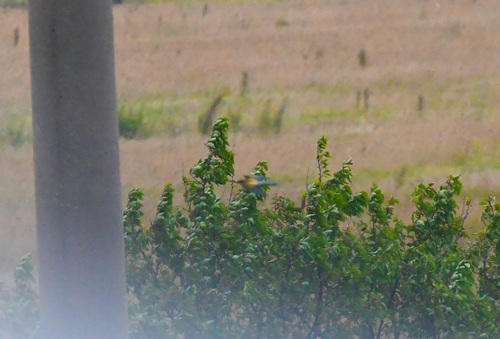 European Bee-eater