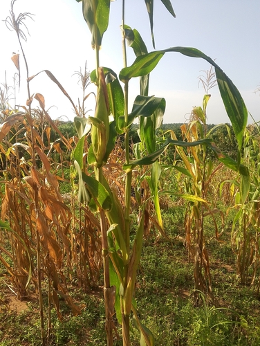 Maize