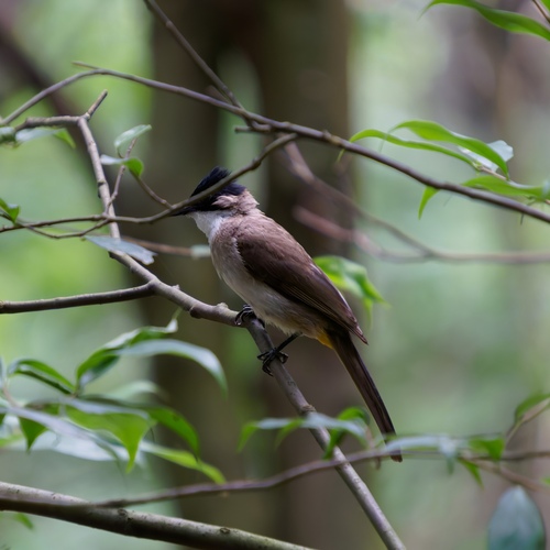 Brown-breasted Bulbul
