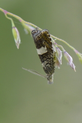 Dichrorampha sequana