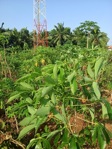 Cassava