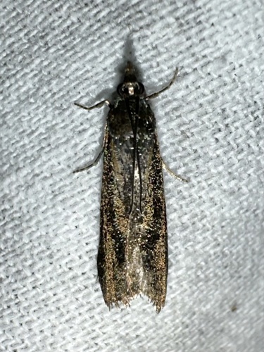 iNaturalist observation photo of Knot-horn Moths