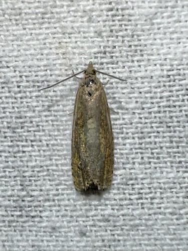 iNaturalist observation photo of Olethreutine Leafroller Moths
