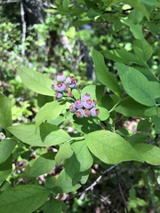 Vaccinium formosum