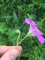 Geranium oreganum