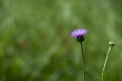Cirsium lineare