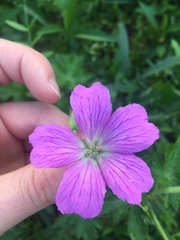 Geranium oreganum