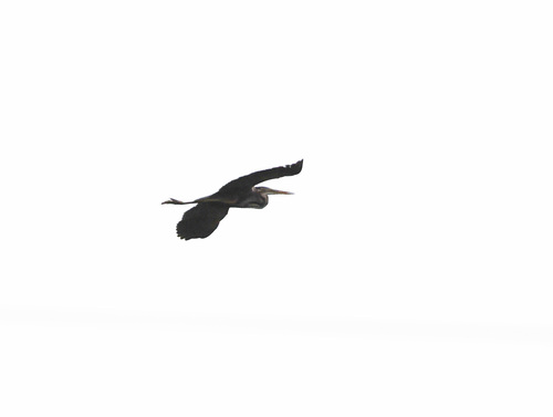 Purple Heron