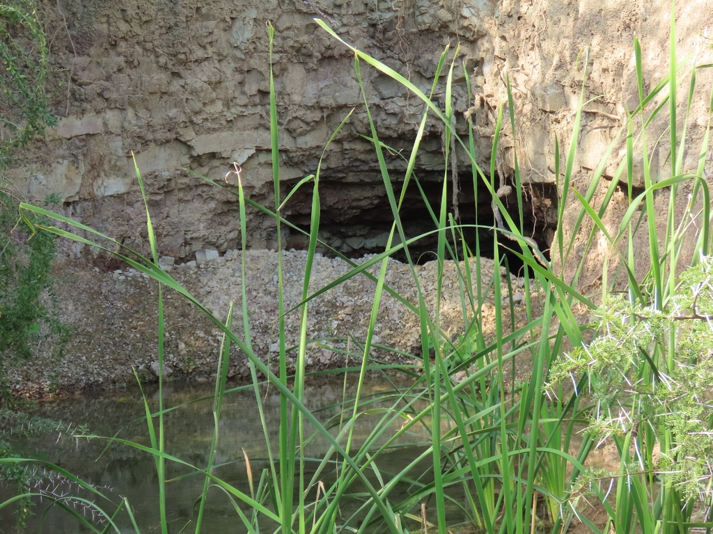 Typha capensis; photograph (c) Christiaan Viljoen, some rights reserved (CC BY)
