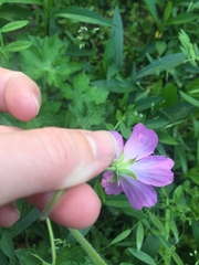 Geranium oreganum