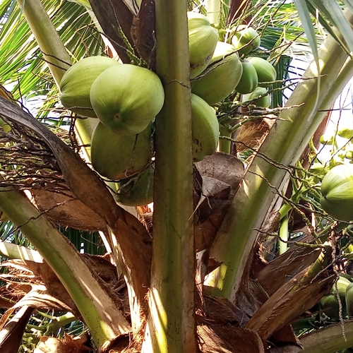 coconut palm