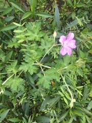 Geranium oreganum