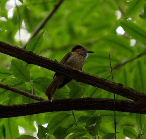Mountain Bulbul
