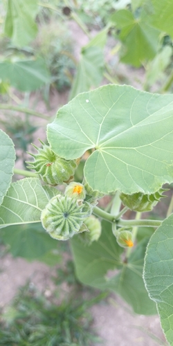 Abutilon theophrasti